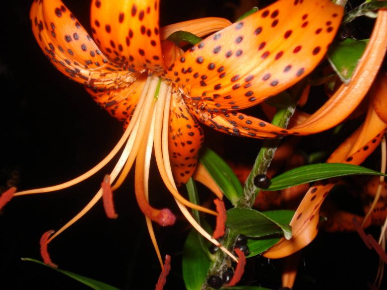 The Tiger Lilies Are Blooming Without Obligation